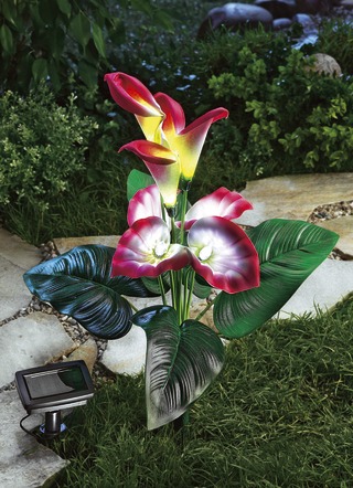 Calla solljus