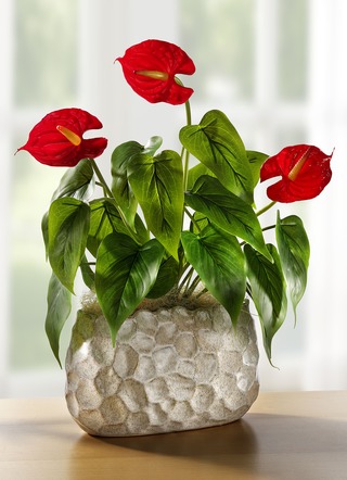 Anthurium i skal