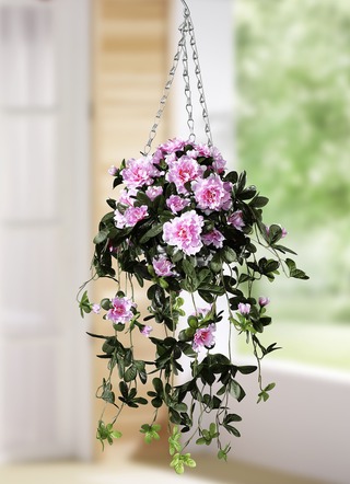Azalea hängande korg