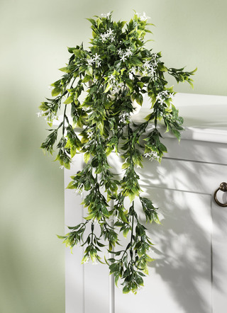 Hängande växt med små vita blommor