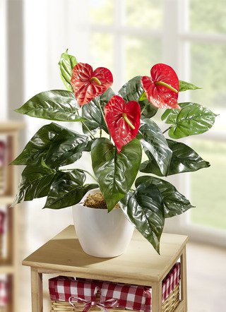 Anthurium i kruka