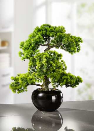 Lärkbonsai i svart keramikkruka