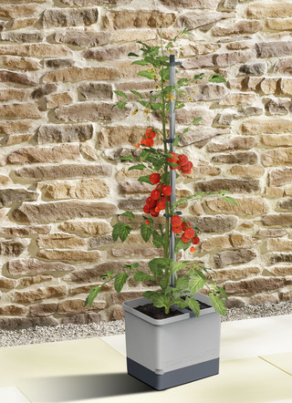 Gusta Garden Tomato med bevattningssystem