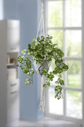 Ljuskrona blomma hängande korg