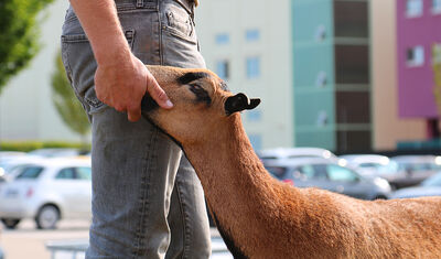 Brunt f&aring;r som blir klappat