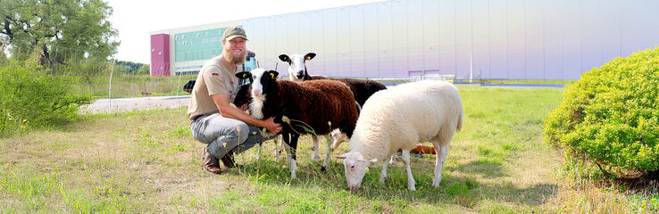 Herde med sina f&aring;r