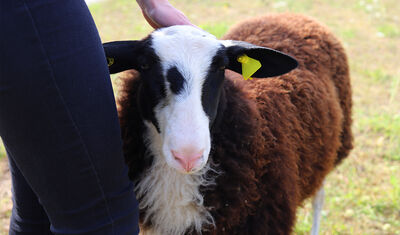 Brunt f&aring;r med vitt ansikte som blir klappat