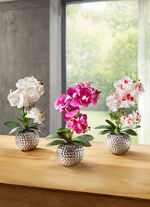 Orkidé Phalaenopsis i keramisk skål ROSA-VIT