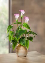 Gallarrangemang i keramikkruka 