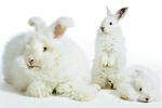 Angora underkl&auml;der f&ouml;r kvinnor 