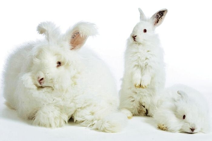Angora underkl&auml;der f&ouml;r kvinnor 