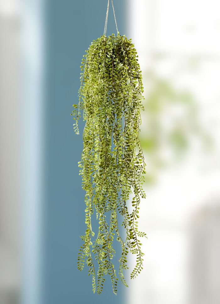 Senecio hängare med upphängning 