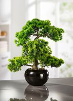 L&auml;rkbonsai i svart keramikkruka 