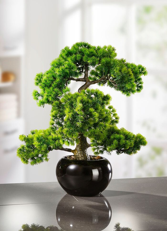 L&auml;rkbonsai i svart keramikkruka 