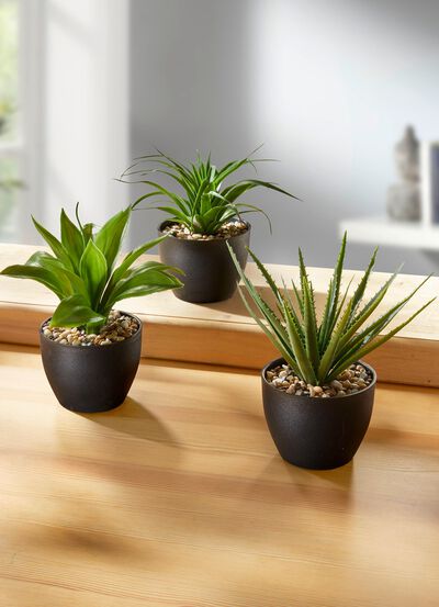 Suckulenter i krukor, set om 3 