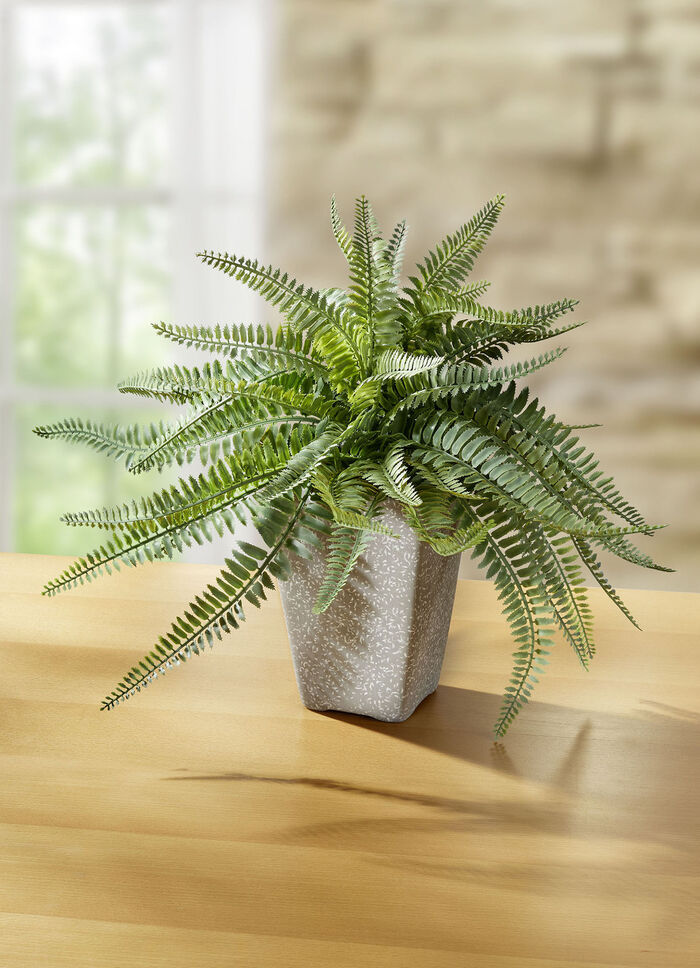 Ormbunke i en terrakottakruka 