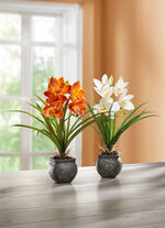 Cymbidium orkidé i cementkruka CREME