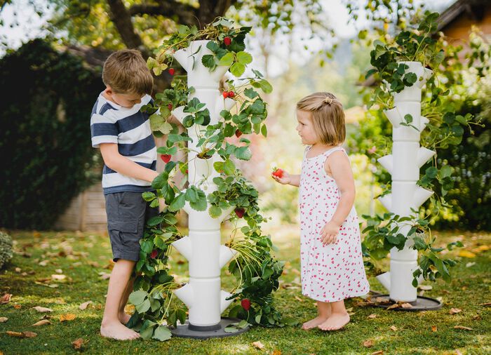 Sissi Jordgubbsplanteringssystem 