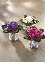 Violer, set om 3, 