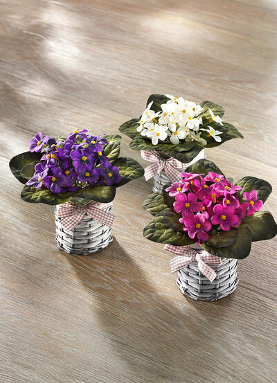 Violer, set om 3, , large