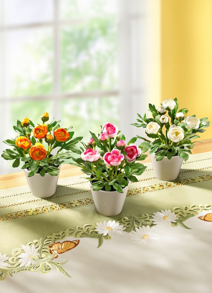 Ranunculus, set om 3 