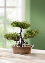 Bonsai fr&aring;n Fj&auml;rran &Ouml;stern 