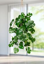 Splitphilo h&auml;ngare i kruka 