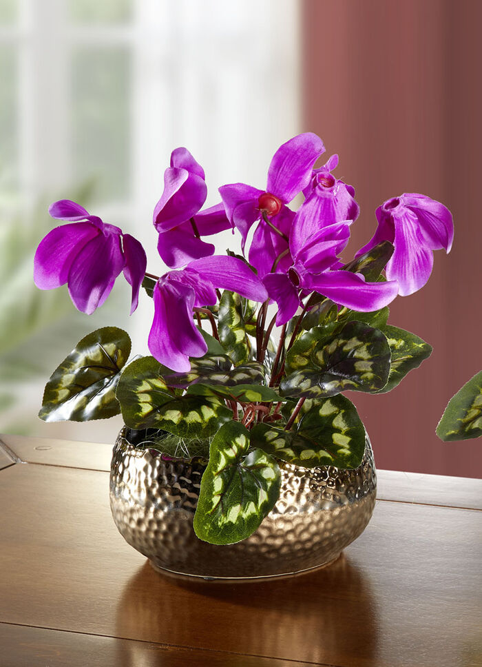 Cyclamen i skal ROSA