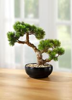 Bonsai i en keramisk kruka 