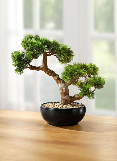 Bonsai i en keramisk kruka 