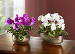 Cyclamen i skal VIT
