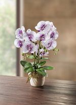 Orkid&eacute; i kruka 