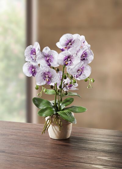 Orkid&eacute; i kruka 