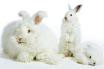Angora underkläder för män 