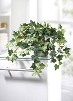 Murgr&ouml;na i en rottingkruka 