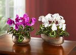 Cyclamen i skal VIT