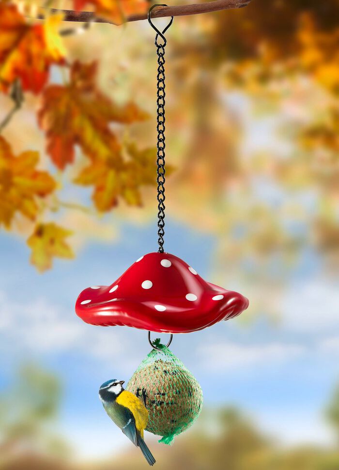 Mesbollh&aring;llare flugsvamp 