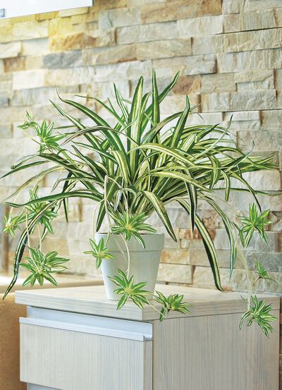 N&auml;ckros i kruka 