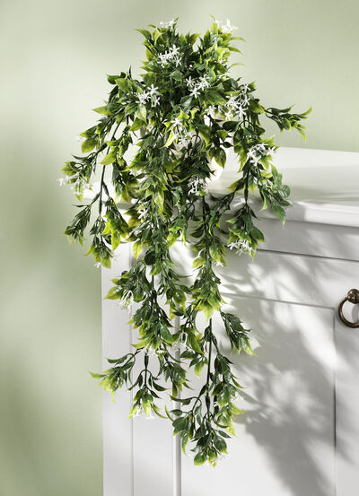 Hängande växt med små vita blommor 