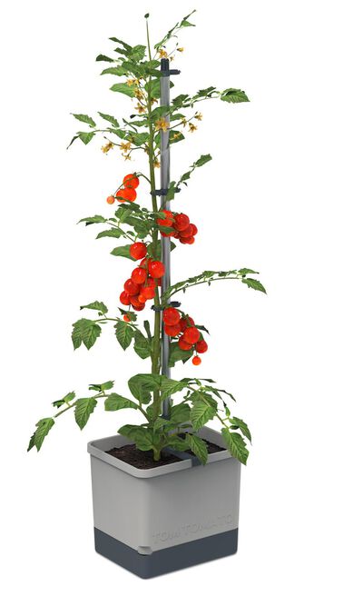 Gusta Garden Tomato med bevattningssystem 