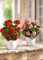 pelargon i en keramikkruka 