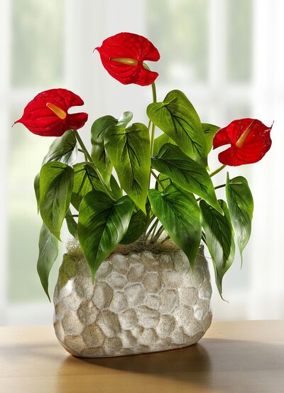 Anthurium i skal 