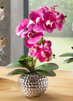 Orkidé Phalaenopsis i keramisk skål ROSA