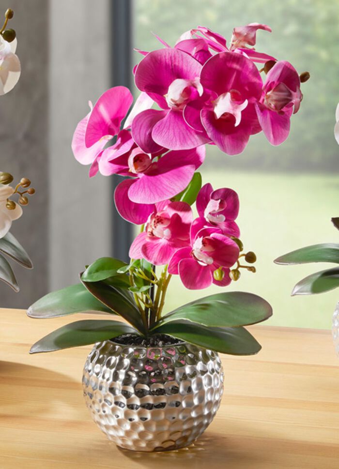 Orkidé Phalaenopsis i keramisk skål ROSA