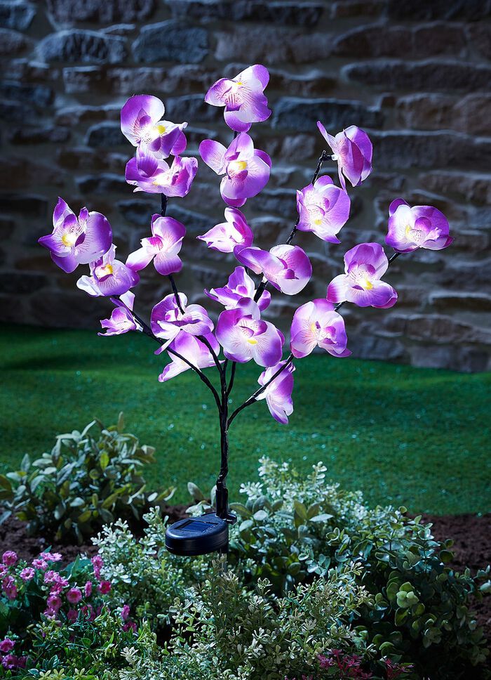 Bedr&auml;gligt &auml;kta solorkid&eacute; 