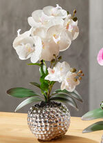 Orkidé Phalaenopsis i keramisk skål CREME
