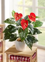Anthurium i kruka 