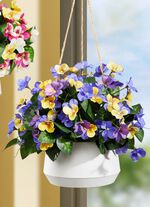 Pens&eacute;er i ampel GUL-VIOLETT