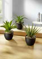 Suckulenter i krukor, set om 3 