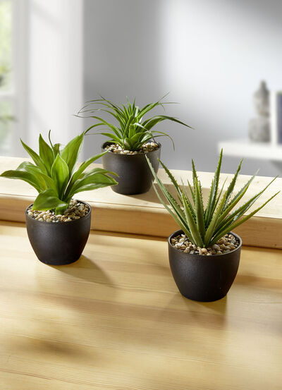 Suckulenter i krukor, set om 3 